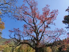 -塔川景区