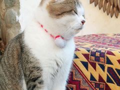 -喵屿·大理花园猫咖