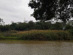 -南宁良凤江国家森林公园