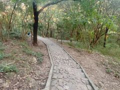 -上海佘山国家森林公园天马山园