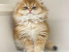 -lincat·猫舍(广州店)