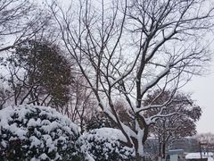 -雪枫公园