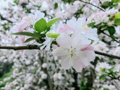 -海棠花溪(元大都城垣遗址公园)