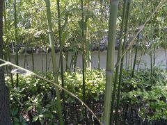 -观唐（国际）度假村温泉