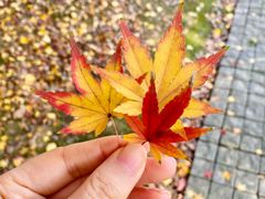 -宝界山林公园