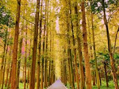 -东平国家森林公园