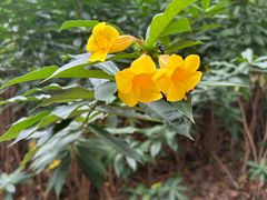 -广州白江湖森林公园