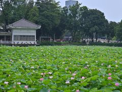 -荔湾湖公园