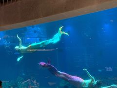 -海棠湾洲际-涛·海底餐厅·美人鱼·自助餐·海底隧道