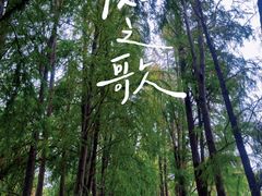-上海滨江森林公园