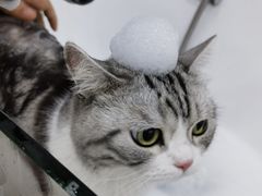 -爱洗澡的猫(天河路店)