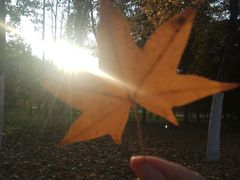 -大兴滨河森林公园