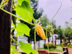 -北科婴幼学苑