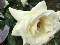 -人民公园(罗湖区)