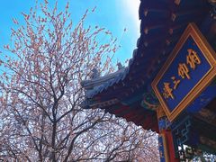 -桃花堤公园