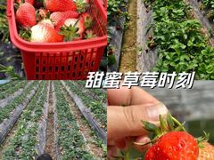 -喜杨洋草莓采摘园