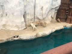 -秦皇岛乐岛海洋王国