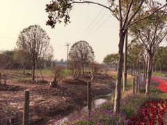 -上海长兴岛郊野公园