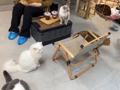 -Heymao猫咖.咖啡厅(东门店)
