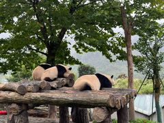 -卧龙中华大熊猫苑神树坪基地