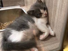 -飞行喵MR PILOT|猫舍·猫咖(静安大融城店)