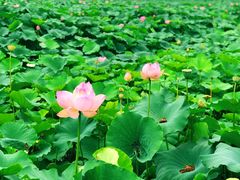 -荷塘月色湿地公园·向阳花洲
