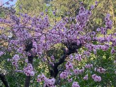 -叶家花园