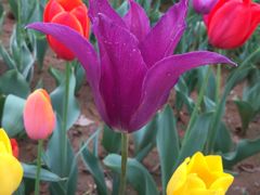 -洛阳郁金香牡丹园