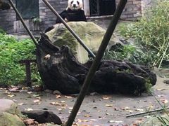 -都江堰中华大熊猫苑