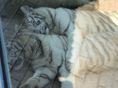 -西霞口神雕山野生动物世界