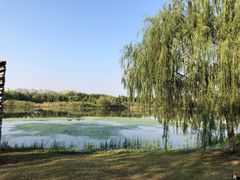 -洋湖国家湿地公园