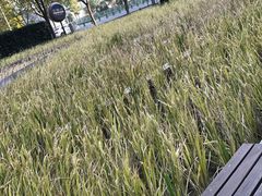 -证大喜玛拉雅中心