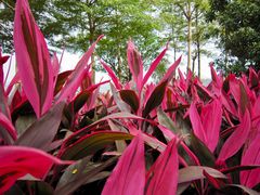 景点-湖光岩风景区