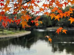 -上海共青森林公园