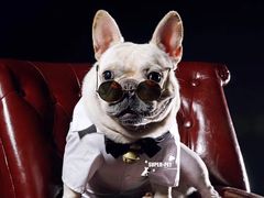 -超宠爱宠物摄影-Super pet
