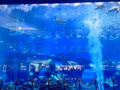 -成都浩海立方海洋公园
