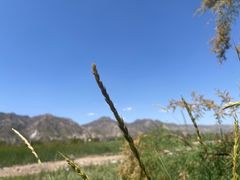 -敕勒川草原文化旅游区