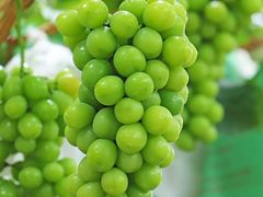 -巴城镇马料江村葡萄园