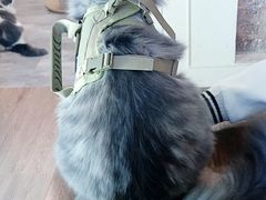 -楼上猫咖(罗湖店)
