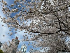 -新虹桥中心花园