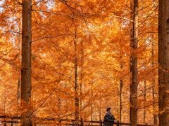 -黄海国家森林公园