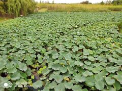 -重元寺香积厨素斋馆