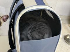 -芭比堂动物医院广州顽皮分院