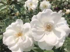 -人民公园(罗湖区)