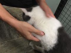 -猫咪博物馆(顶澳仔猫街店)