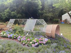 -深圳仙湖植物园