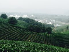 -帐篷客·溪龙茶谷度假酒店