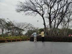 -王借岗森林公园
