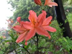 -杭州植物园