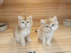 -猫十亿·布偶金渐层·曼基康矮脚猫舍(青年路店)